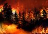 Trees burning in a forest fire