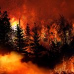 Trees burning in a forest fire